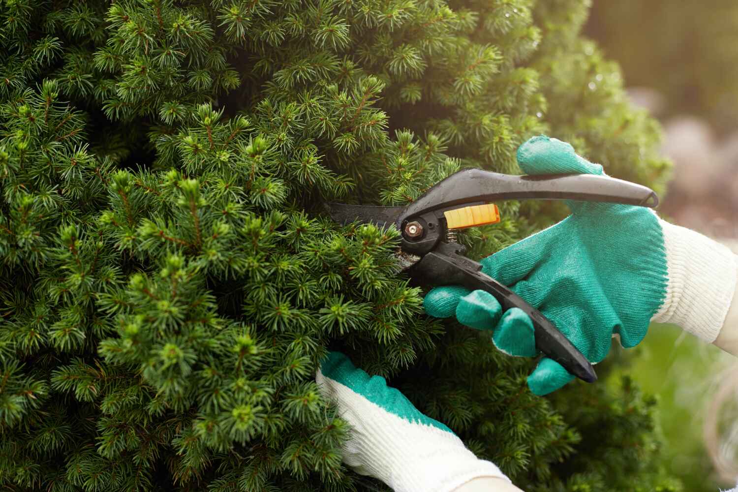 Best Emergency Tree Service  in USA